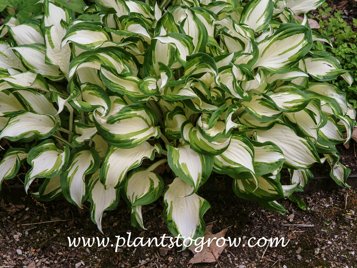 Variegated Hosta (Hosta 'Undulata Mediovariegata)